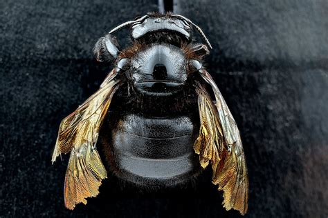 Carpenter Bees Pollinators Of Esperanza Elementary · Biodiversity4all