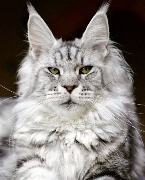 Pin On Bengals Maine Coons And More