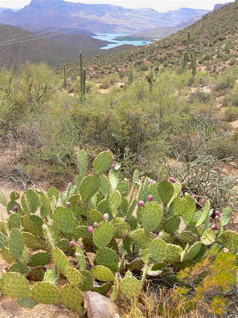 It is the only specimen in the monotypic. Tonto National Forest, AZ | Scenic drive on Apache Trai ...