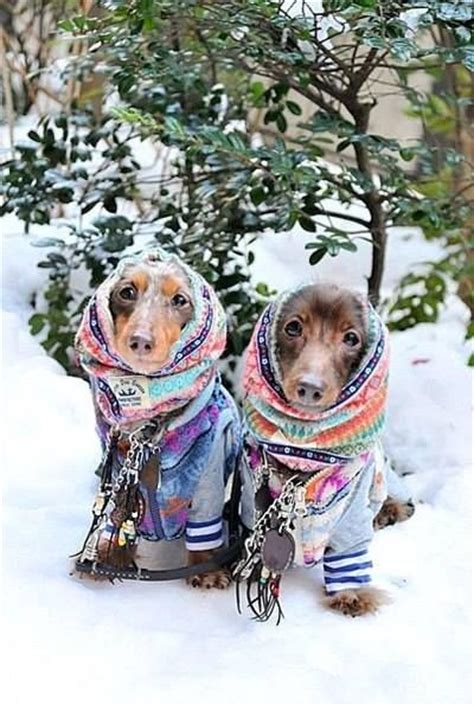 16 Pups Who Are Dachshund Through The Snow Barkpost