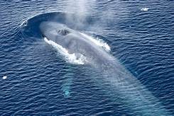Antarctic blue whales make 'unprecedented' comeback Th?id=OIP
