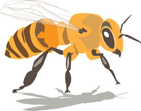 Bee Insect Honey · Free Vector Graphic On Pixabay