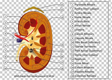 Hilum renale) or renal pedicle is the hilum of the kidney, that is, its recessed central fissure where its vessels, nerves and ureter pass. Hilum Definition Anatomy