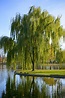 Weeping Willow - Salix Babylonica | Deciduous Trees | Cold Stream Farm