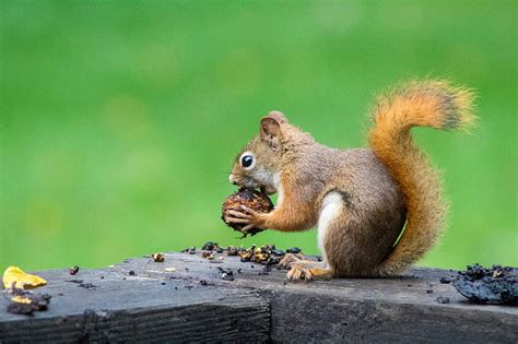 5k Free Download Brown Squirrel Eating Nuts Hd Wallpaper Peakpx