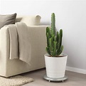 Plantas naturales de IKEA imprescindibles para decorar tu casa