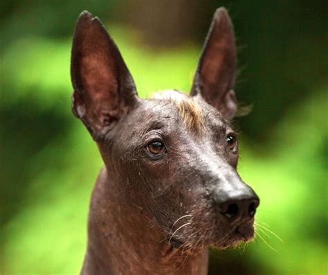 How Much Does A Xoloitzcuintli Cost Dog Product Picker
