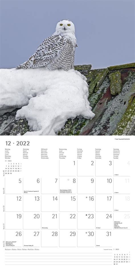 Calendario 2022 Da Muro Alpha Edition Gufi 12 Mesi 30x30 Cm Alpha