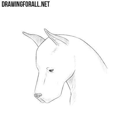 They aren't completely forward on the head. How to Draw a Dog Head | Drawingforall.net