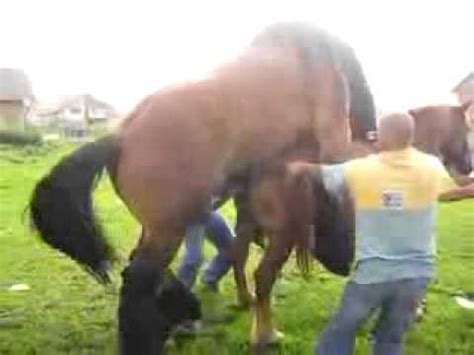 Mau tau gimana aksi kuda kalau sedang kawin, yuk simak video lucu kuda kawin seperti berikut ini selamat menyaksikan. Gambar Inspirasi Motifasi Anak Sapi Limosin Hasil Inseminasi Buatan Ib Disebut di Rebanas - Rebanas