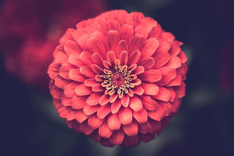 100 Red Flower Pictures Download Free Images On Unsplash