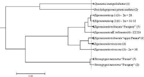 figure 3 from zz z0 the new system of sex chromosomes in eigenmannia aff trilineata teleostei