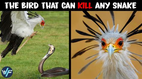 Secretary Bird The Bird That Can Kill Any Snake Youtube