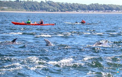 Ultimate Guide To Dolphin Watching In Inverness Scotland Chanonry