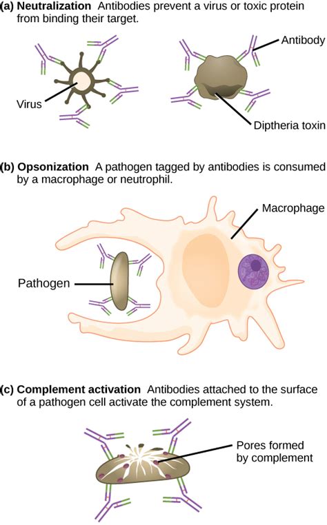 116b Antibody Functions Biology Libretexts