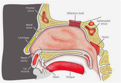 Human Nasal Cavity Anatomy Nose Diagram Nose