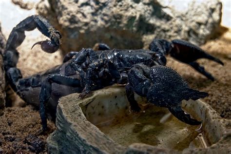 Hd Wallpaper Black Scorpion Close Up Photography Toxic Animal