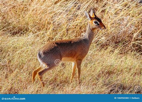 African Antelope Dik Dik Is The Smallest Antelope In The World Africa
