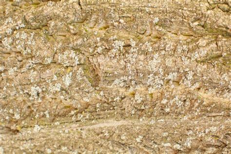 Beautiful Structure Of The Bark Of A Large Tree Close Up Stock Image