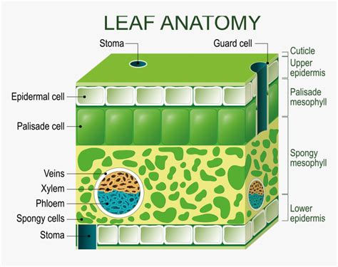 Transparent Chloroplast Png Diagram Of A Leaf Structure Png Download