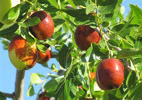 Jujube — California Tropical Fruit Tree Nursery
