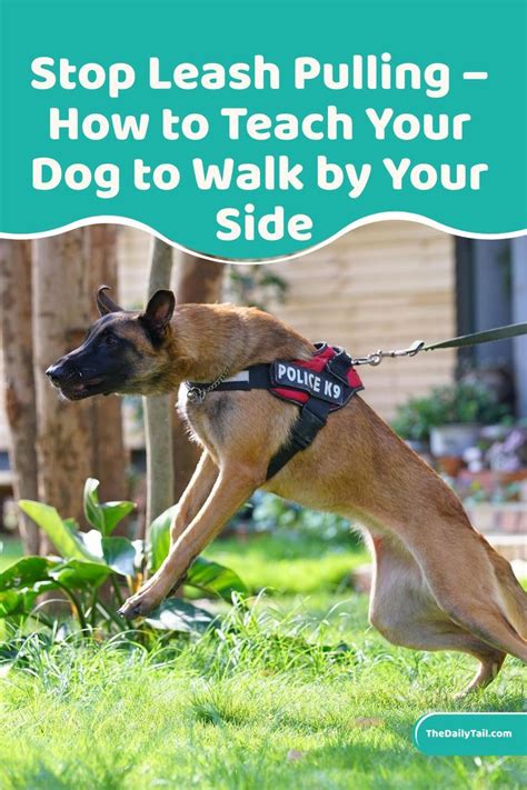 Stop Leash Pulling How To Teach Your Dog To Walk By Your Side Dogs