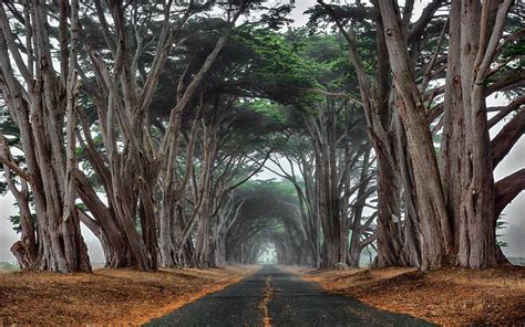 Landscape Nature Cypress Road Trees Mist Tunnel