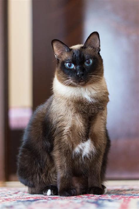 The Blue Eyed Siamese Cat Stock Image Image Of Beautiful
