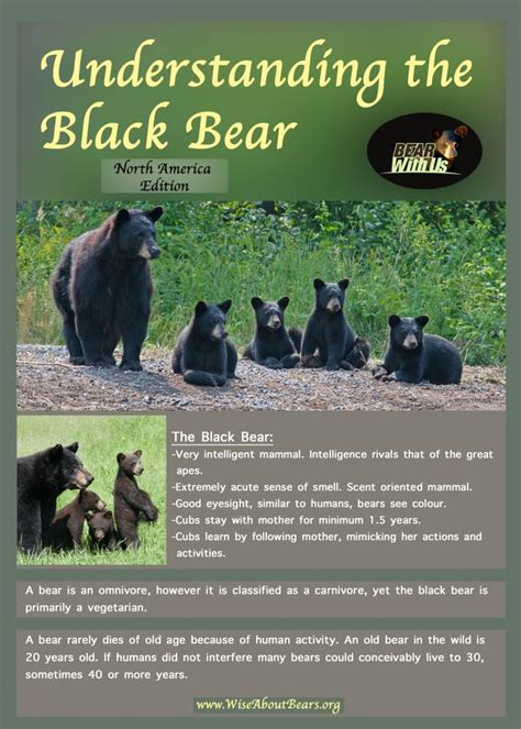Facts At A Glance North American Black Bear Ursus Americanus Bear With Us Ncgo