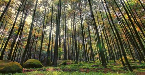 6 Wisata Alam Hutan Pinus Di Bandung Dengan Pemandangan Indah Dan