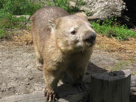 8 Things You Didnt Know About Wombats