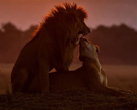 Lions Mating At Sunset Lion Love Lion Couple Lion Pictures
