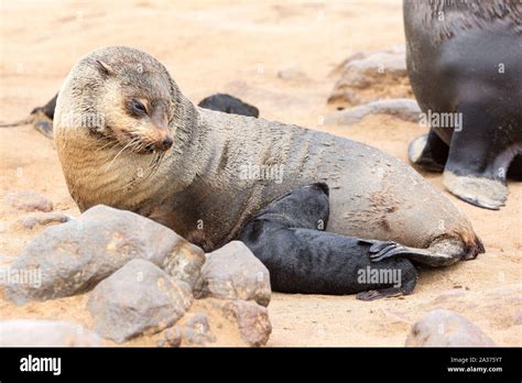 South African Fur Seal Female With Her Baby At Cape Cross Seal Reserve