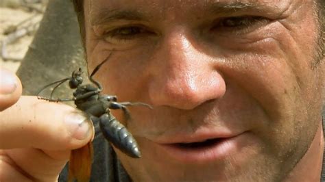 Capturing The Tarantula Eating Wasp Deadly 60 Earth Unplugged Youtube
