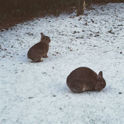 Bunnies In The Snow Animals Bunny Snow