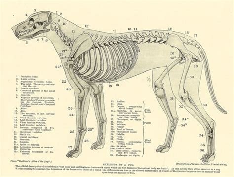 Vintage 1935 Dog Veterinary Print Skeleton Of Dog Anatomy Of