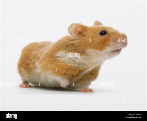 Light Brown And White Hamster Cricetus Cricetus Sniffing Stock Photo