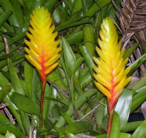Bromeliads In Australia Vriesea ‘gemma