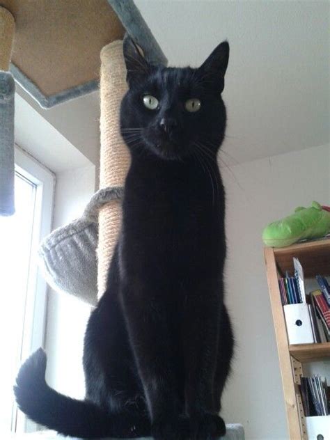 Blackcat Black Cat Cats Black Tuxedo