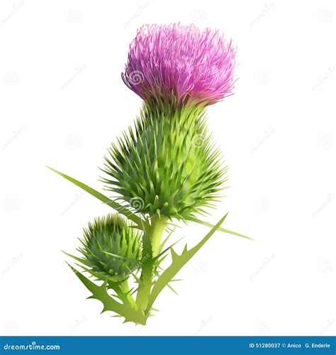 Milk Thistle Flower In Bloom In Spring Vector Black Silhouette Isolated