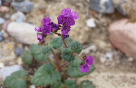 Purple Desert Wildflowers Caltha Leaved Phacelia Phacelia Calthifolia