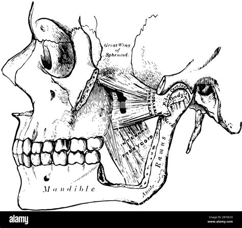 This Illustration Represents Pterygoid Muscles Vintage Line Drawing Or Engraving Illustration