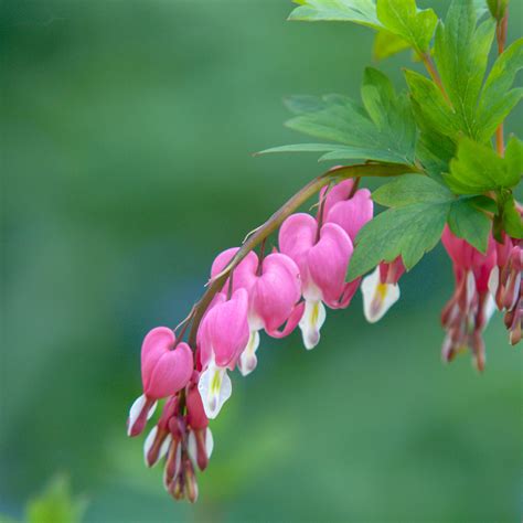 How To Take Care Of Bleeding Heart Plant Octopussgardencafe