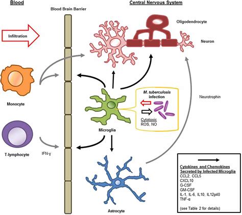 Frontiers Microglia Are Crucial Regulators Of Neuro Immunity During