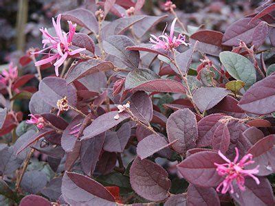 Questo arbusto non richiede particolari operazioni di potatura: Loropetalum Purple Majesty | Garden | Pinterest
