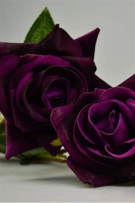 Learn all about different flower color meanings! THE MEANING OF PURPLE ROSES in 2020 (With images) | Purple ...