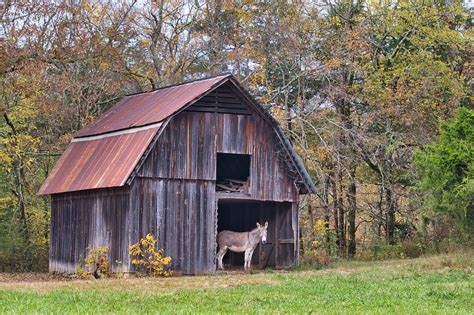 Barn And Donkey | Steve Creek