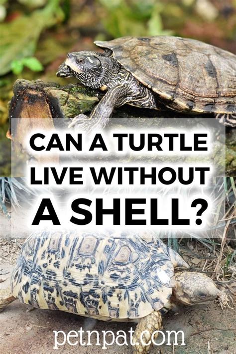Can A Turtle Live Without Shell Are There Turtles Without Shells