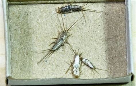 How Bad Is It To Have Silverfish In My Gilbert Home Whats Bugging