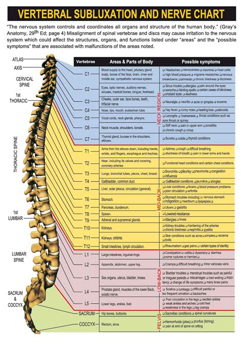 Lower Back Internal Organs How Back Pain Can Affect Internal Organs